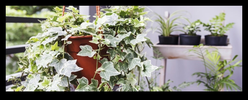 İç Mekan Botanik Mutluluk: Gelişen Houseplants için İpuçları