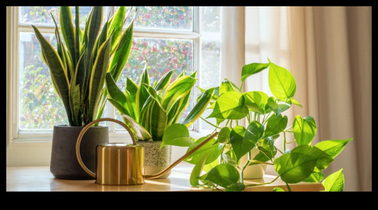 İç Mekan Botanik Mutluluk: Gelişen Houseplants için İpuçları